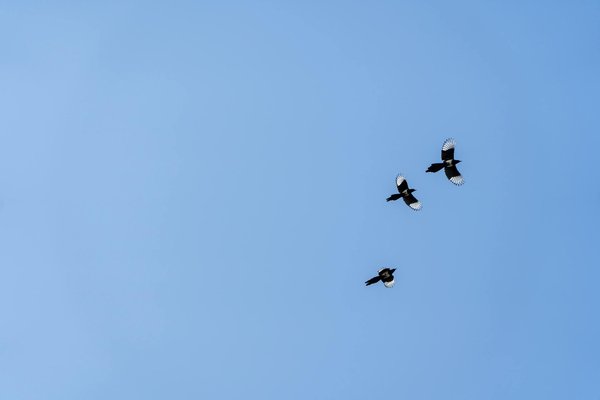 Découvrez comment les légumineuses peuvent accélérer votre perte de graisse efficacement